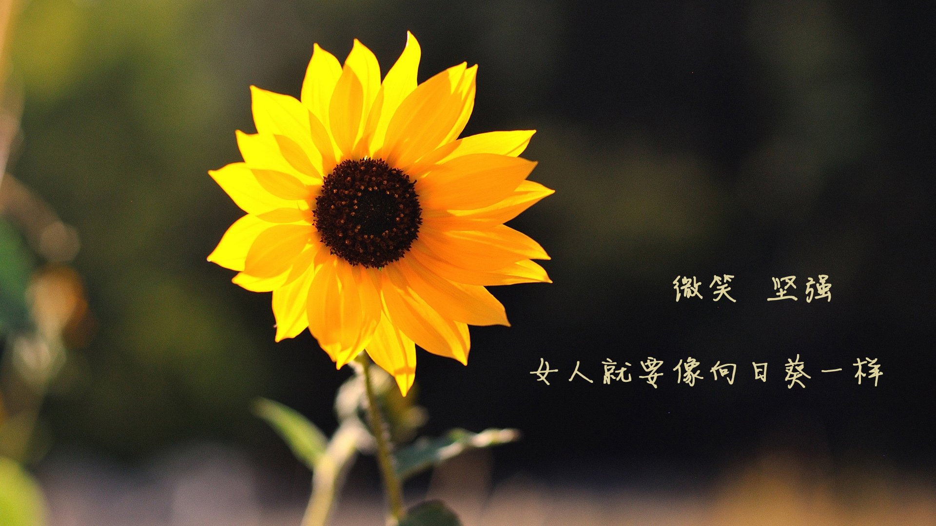 约基奇，攻防两端的绝对统治者，广厦队全面压制国王的战术启示