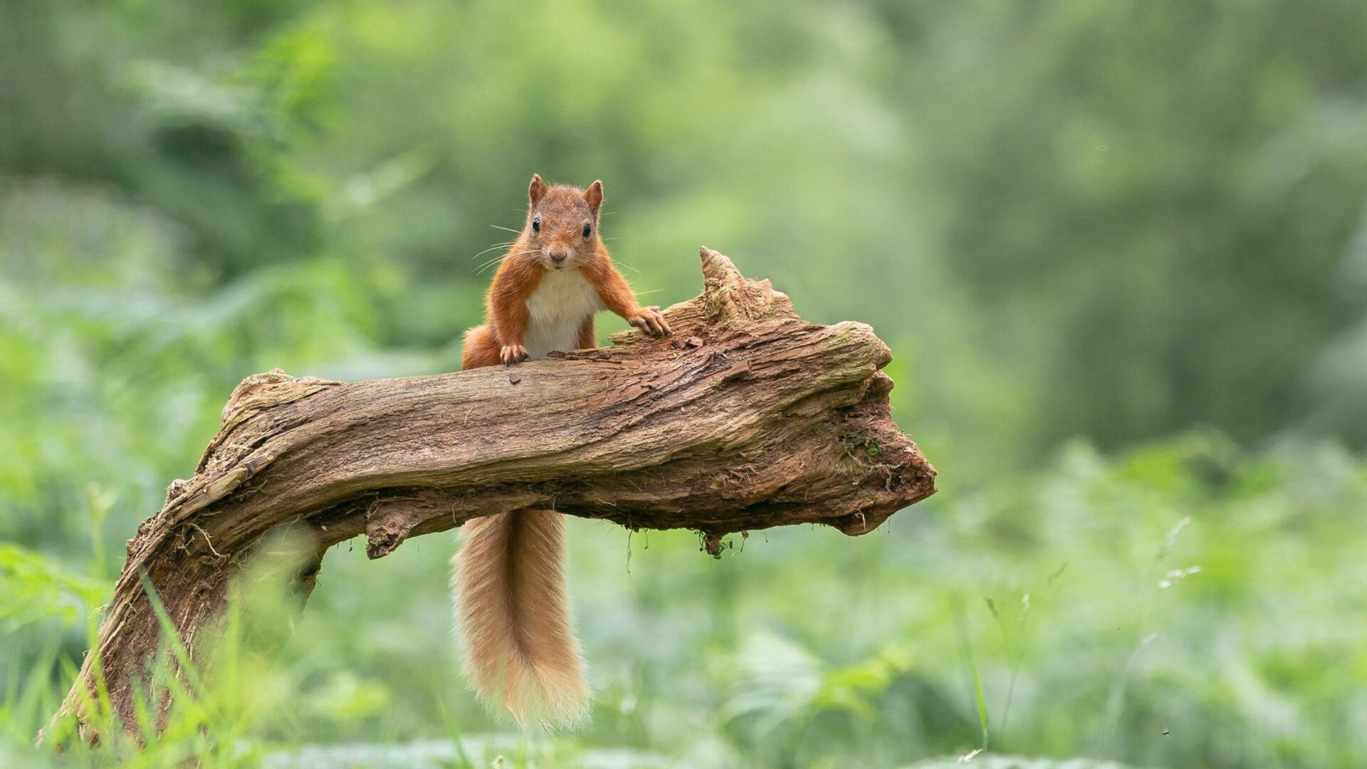 鹈鹕展翅撕裂热火防线，英格拉姆无解单打诠释巨星价值