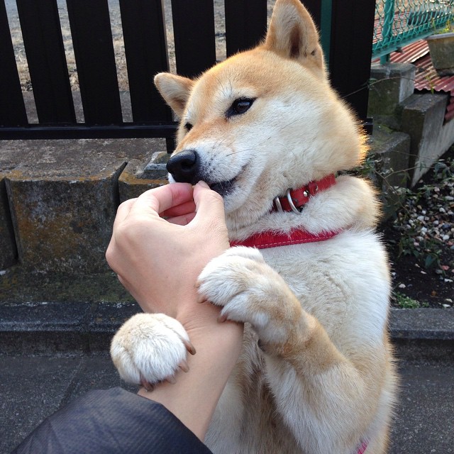 戈贝尔擎天一柱，爵士铁血防守碾碎篮网三巨头幻想